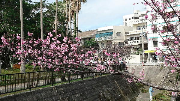 桜1.JPG