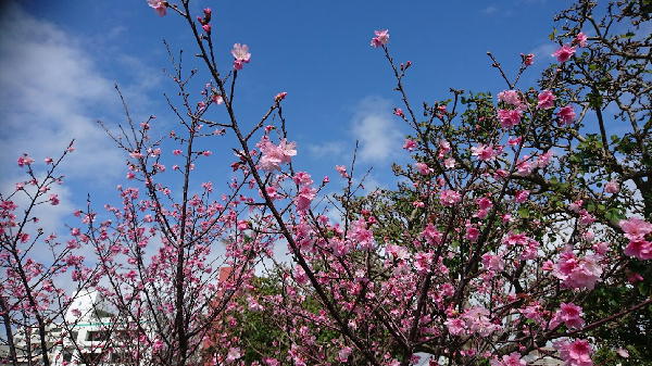 桜２.JPG